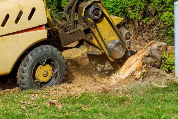 Lawn Renovation and Restoration in Ovilla, TX