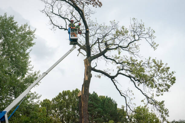 Professional Tree Removal in Ovilla, TX